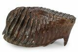 Fossil Woolly Mammoth Lower M Molar - Poland #357016-1